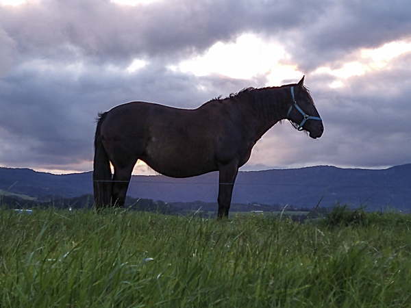 PDC Spanish Horse