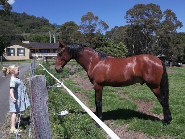 PDC Spanish Horse