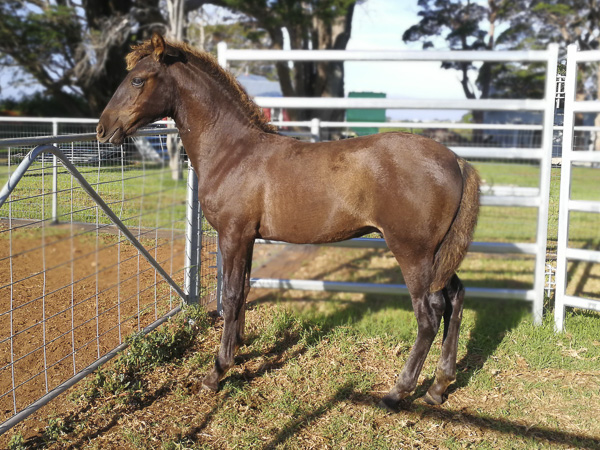 PDC Spanish Horse