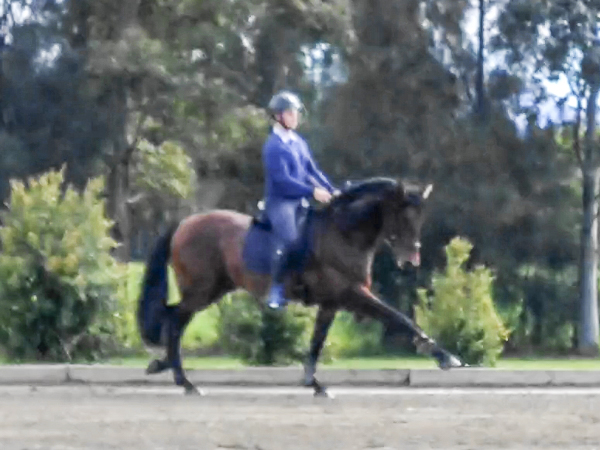 PDC Spanish Horse