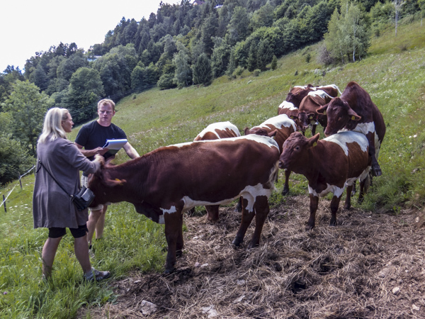 Fleischhacker Pinzgauer Females