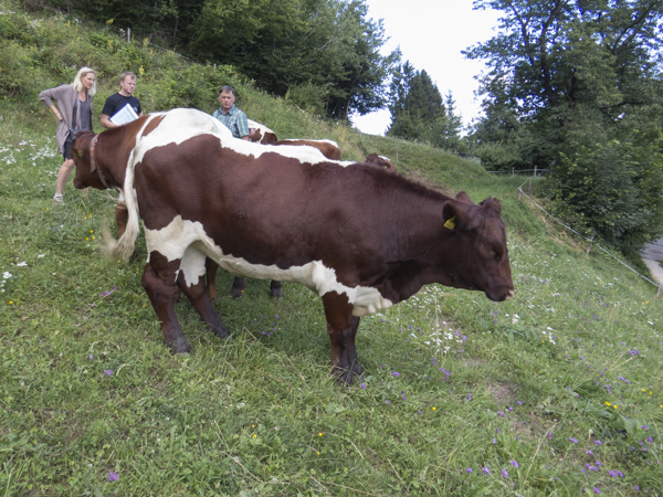 Fleischhacker Pinzgauer Female