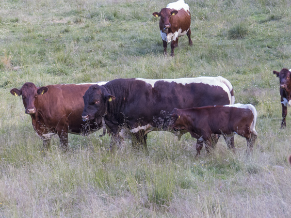 Pinzgauer Bull Napoleon