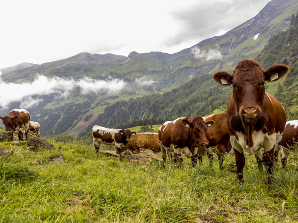 Käfertal Alm Pinzgauers