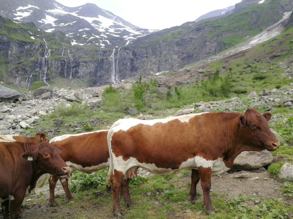 Pinzgau