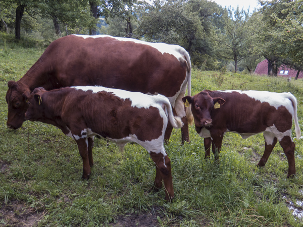 Tschernigg Pinzgauer Herd