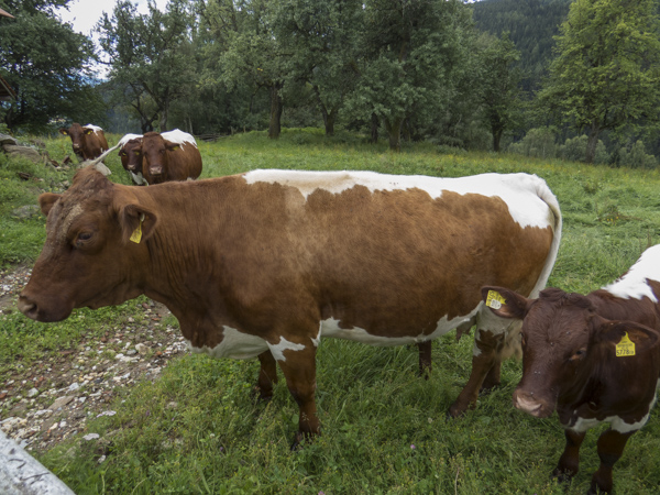 Pinzgauer Female Tschernigg