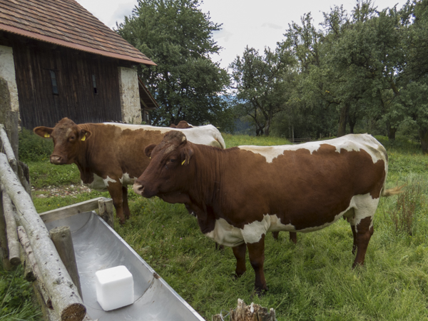 Tschernigg Pinzgauer Herd